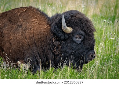 Close-up of a Buffalo (American Bison) (Bison Bison) in the Wichita Mountains NWR of SW Oklahoma