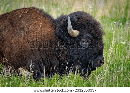 Close-up of a Buffalo (American Bison) (Bison Bison) in the Wichita Mountains NWR of SW Oklahoma
