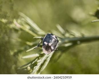 A close-up of a bug with a characteristic shiny shell-like body and white spots, perched on a plant stem. Presumably a member of the Pentatomidae or Scutelleridae family.