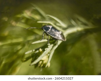 A close-up of a bug with a characteristic shiny shell-like body and white spots, perched on a plant stem. Presumably a member of the Pentatomidae or Scutelleridae family.
