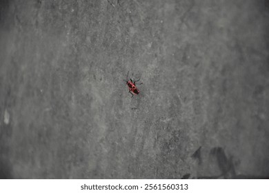 Closeup of Bug in Nature