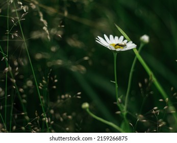 A Closeup Of A Bug On A Common Daisy Flower In A Garden