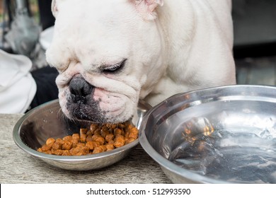 Close-up Of Bull Dog Hungrily Eating Dog Food And Water