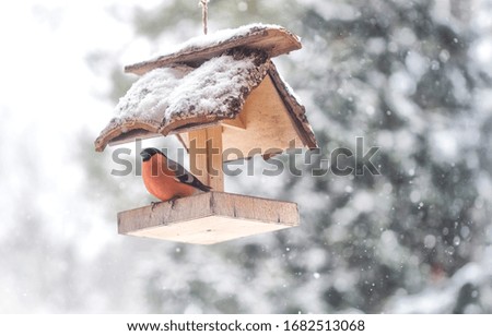 Closeup of bullfinch bird in birdhouse on snowing background