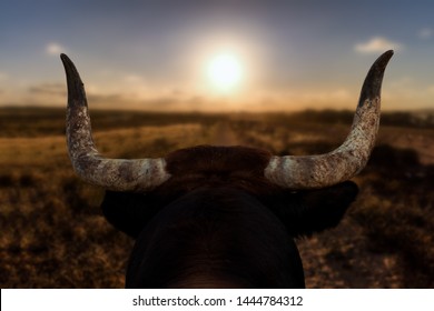 A closeup of a bull's head with horns from behind. The Spanish bull looks at a path and the sunset in front of him. The background is out of focus with nice bokeh. - Shutterstock ID 1444784312