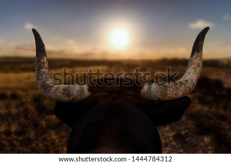 A closeup of a bull's head with horns from behind. The Spanish bull looks at a path and the sunset in front of him. The background is out of focus with nice bokeh.