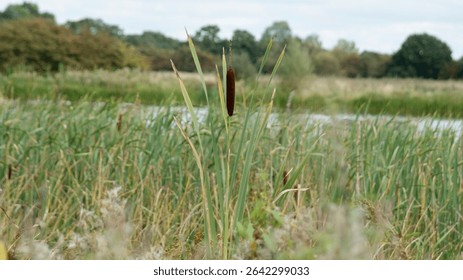 Un primer plano bulrush