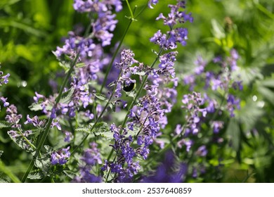 A Close-Up Of A Bumblebee Collecting Nectar From Vibrant Purple Wildflowers In A Lush, Green Summer Field, Showcasing The Beauty Of Nature And Pollination. - Powered by Shutterstock