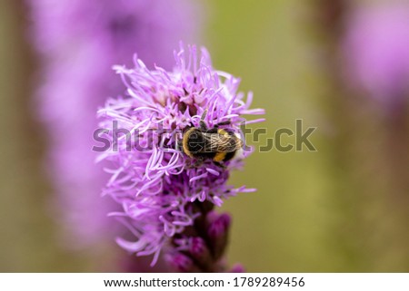 Closeup of bumblebee and Liatris Spicata or bottle brush flower with blurred out of focus garden background