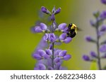 A closeup of a bumblebee pollinating Blue False Indigo flower