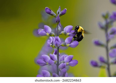 A closeup of a bumblebee pollinating Blue False Indigo flower