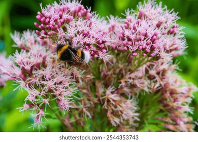 Close-up of Bumblebee Pollinating Pink Joe Pye Weed (Eupatorium purpureum) in Summer Garden. Natural Macro Photography of Wild Bee on Native Flowering Plant Against Green Background. - Powered by Shutterstock