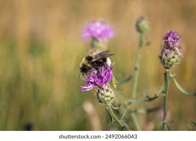 Close-Up of a Bumblebee Pollinating a Purple Wildflower in a Meadow - Powered by Shutterstock