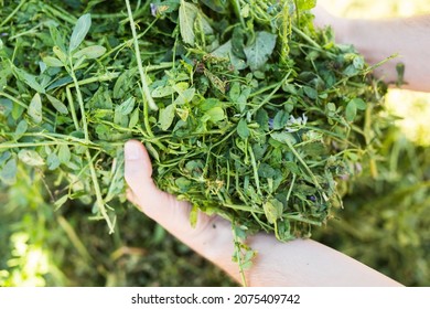 Closeup Of Bunch Of Freshly Cut Green Herbaceous Legumes In Hands On Farmer. Natural Feed For Livestock..