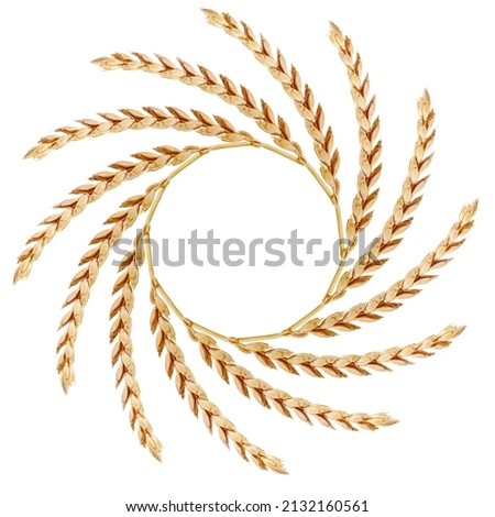 closeup of bunch of golden ripe dinkel hulled wheat Spelt Spelt (Triticum spelta dicoccum) rye grain relict crop health food harvest wreath ring circle frame with space for text sun isolated on white