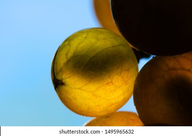 Close-up of a bunch of grapes in the back light with a translucent core. Grape of white wine sort Riesling with blue sky. Vineyard in autumn with the ripe grapes