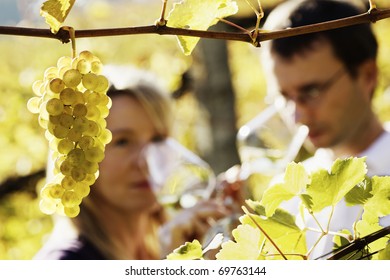 Close-up of bunch of green grapes hanging from vine in vineyard with blurred male and female winemaker in background holding glasses for wine tasting. - Powered by Shutterstock