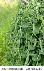 closeup the bunch green ripe peas plant growing in the farm with green pea pods soft focus natural green brown background. - Shutterstock ID 2257855311