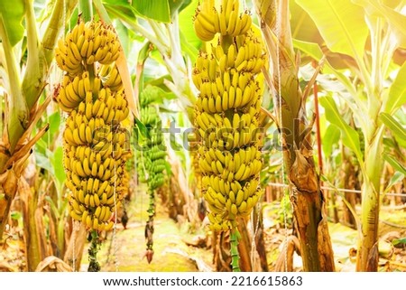 Closeup bunch growing ripe yellow banana. Concept agriculture Plantation fruits tree in greenhouses Ecuador.