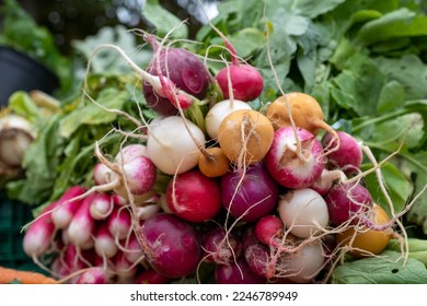 Close-up of a bunch of multicoloured radishes on a rural market stall