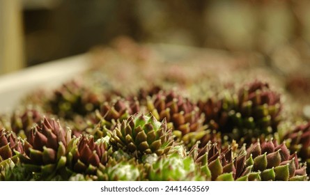 A close-up of a bunch of purple and green succulents in a white pot. The plants are small and have a delicate appearance