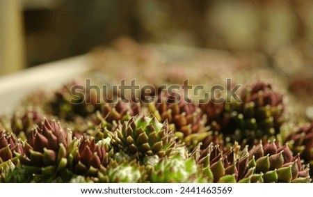 A close-up of a bunch of purple and green succulents in a white pot. The plants are small and have a delicate appearance