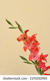 closeup the bunch red gladiolus flowers with leaves and plant over out of focus yellow brown background. - Shutterstock ID 2191032983