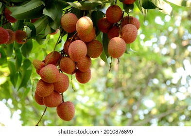 Litchi Branch Fotos Imagenes Y Otros Productos Fotograficos De Stock Shutterstock