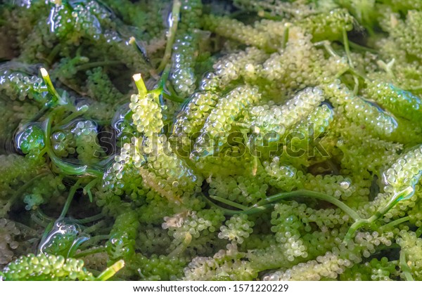 is seaweed high in fiber