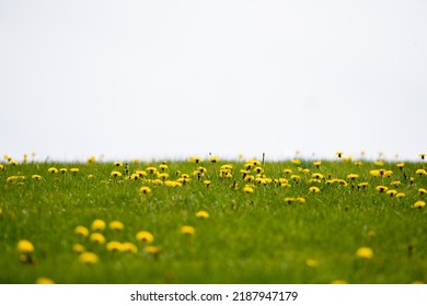 A Close-up Of A Bunch Of Wild Yellow Dandelion Flowers In A Vibrant Green Grassy Field. The Long Stemmed Weed Blooms Are Seed And Pollen Producers. The Flower Heads Are Yellow With Long Petals. 