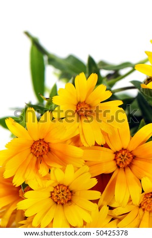 closeup of a bunch of wildflowers isolated on a white background