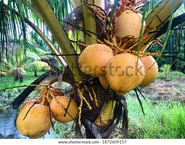 Closeup Bunch Young Coconut Hanging Tree Stock Photo 1872609157 ...