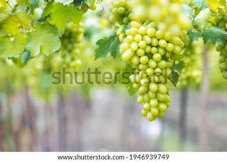 Close-up of bunches of ripe green grapes in the vineyard field, Ripe green grapes ready for harvest. Agriculture farm.