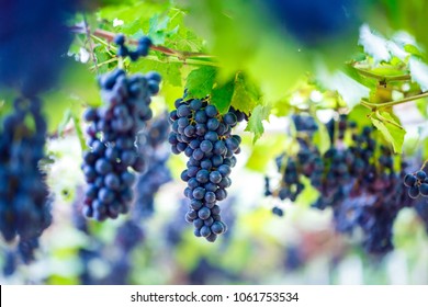 Close-up Of Bunches Of Ripe Red Wine Grapes On Vine