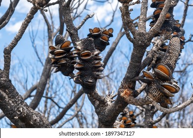 Closeup Of Burned Banksia Cones After Bush Fires In Australia