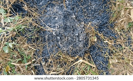 Closeup burned dry grass background, ash grass and burned trees 