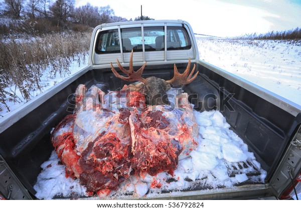 closeup butchering carcasses of elk in the snow on\
the hunt in the winter