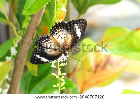 Close-up butterfly with Citharexylum spinosum white flower or Florida fiddlewood or Spiny fiddlewood or Fiddlewood tree in the garden