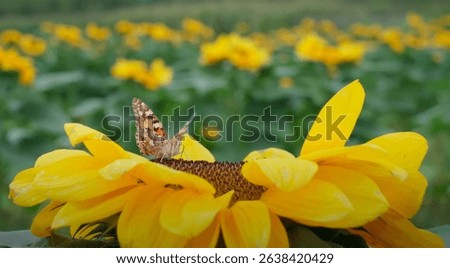 Close-up of a butterfly feeding on a sunflower with a vibrant field of blooming sunflowers in the background, captured outdoors in daylight

