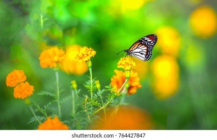 Closeup butterfly on flower (Common tiger butterfly),Tiger butterfly on the flower