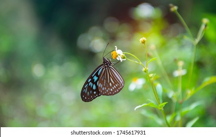 Close-up butterfly on flower in garden - Powered by Shutterstock