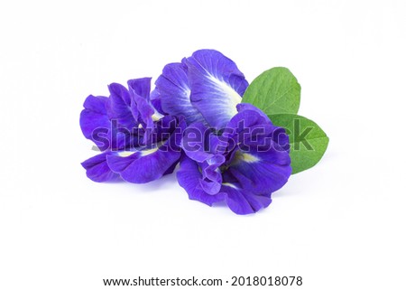 Closeup butterfly pea flower (blue pea, bluebellvine, cordofan pea, clitoria ternatea) with green leaves  isolated on white background. 