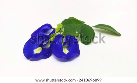 Closeup butterfly pea flower with green leaves isolated on white background.

