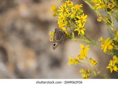 Close-up of butterfly perched on wild flower