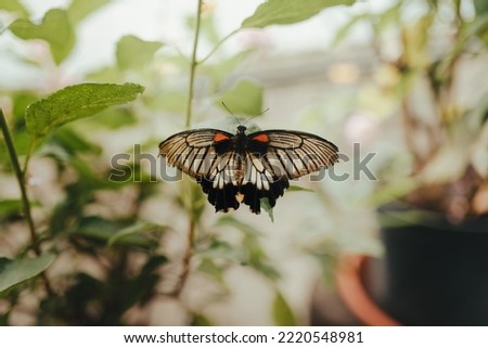 Similar – Image, Stock Photo Green wilderness behind glass