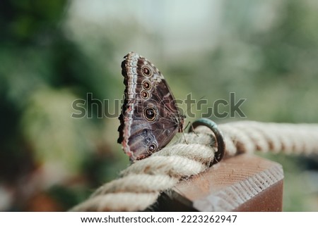 Similar – Image, Stock Photo Green wilderness behind glass