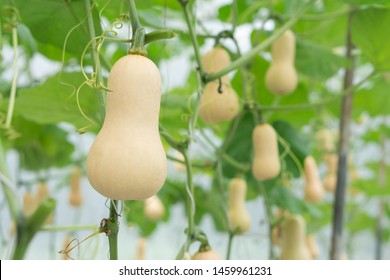 Closeup Butternut Squash On Tree Branch In The Farm, Selective Focus