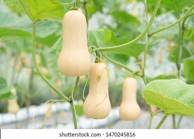 Closeup Butternut Squash On Tree Branch In The Farm, Selective Focus