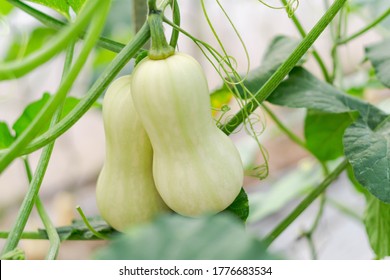 Closeup Butternut Squash On Tree Branch In The Farm, Selective Focus