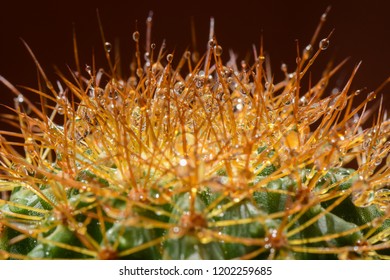 Closeup by Selective Focus and Blurry around Water droplets on cactus and black background,Gymnocalycium.